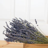 Preserved French Lavender Bundle