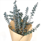 Preserved Baby Eucalyptus Bundle 8oz
