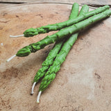 Asparagus Candle