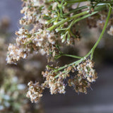 Faux Butterfly Bush Branch